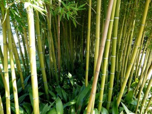 Bambus-Parkett - Bambushalme
