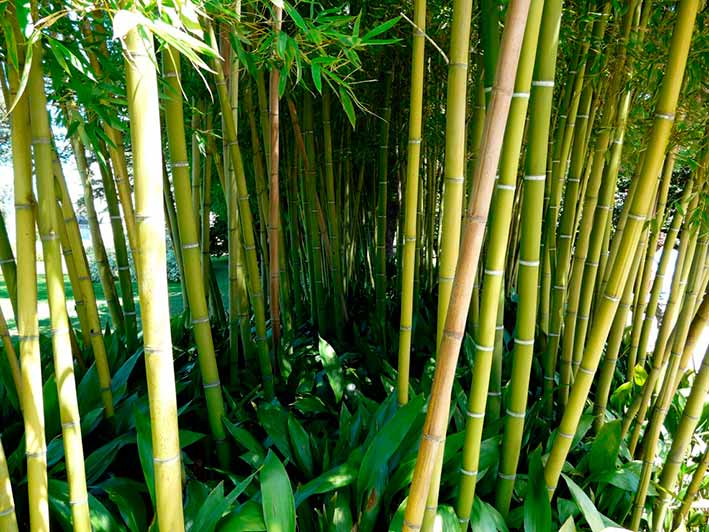 Bambusparkett von Koelnparkett