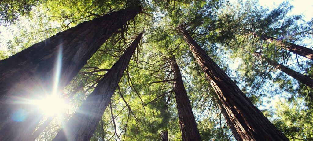 Wald – Nachhaltiger Fußboden hergestellt aus nachhaltigem Rohstoff